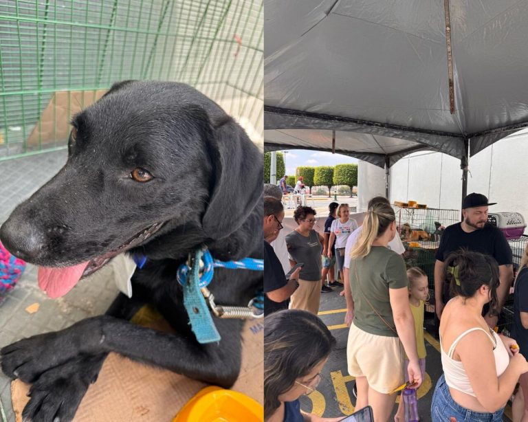 Feira de adoção de animais no Internacional Shopping