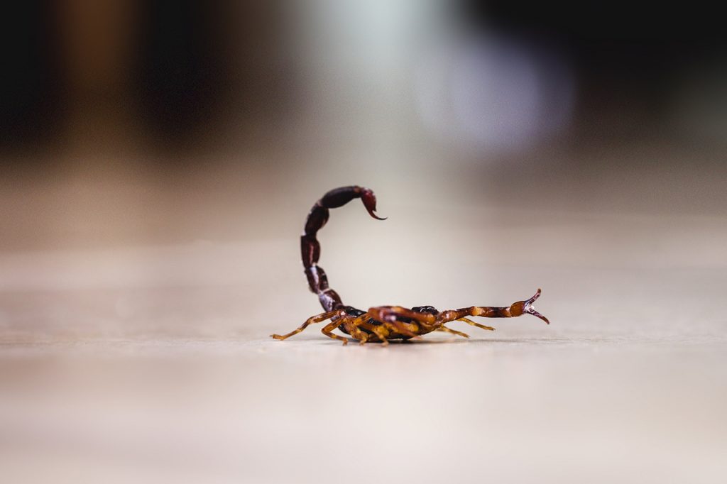 escorpião