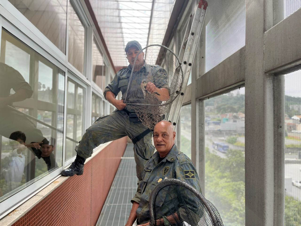 gavião resgate