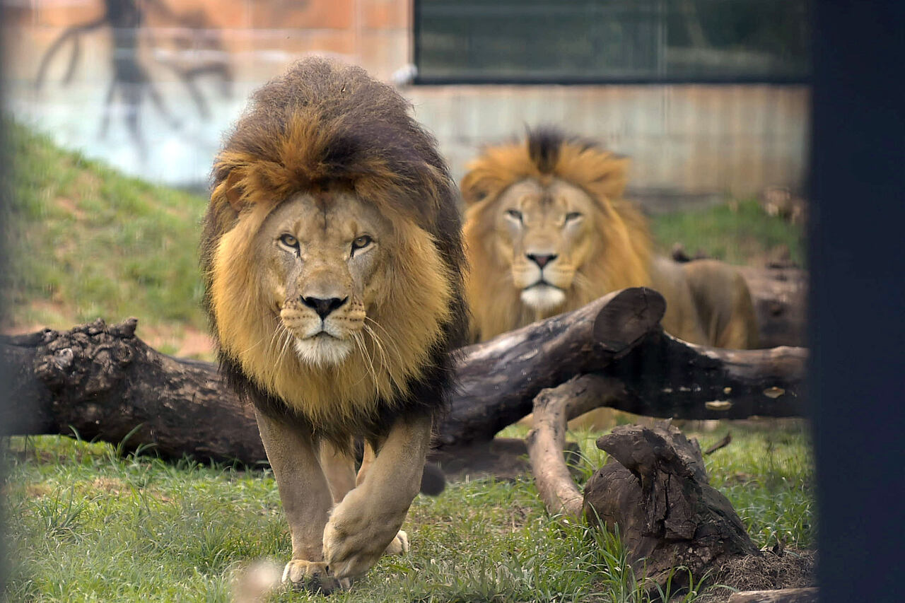 leões do Zoológico de Guarulhos