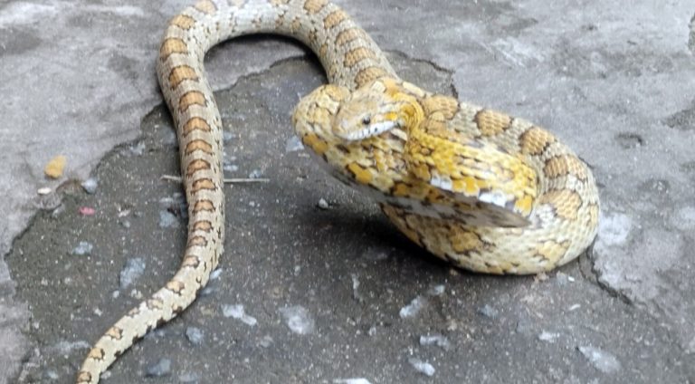serpente