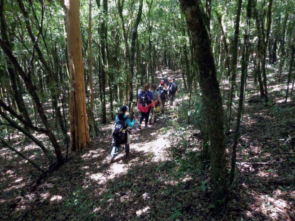 trilha no Bosque Maia