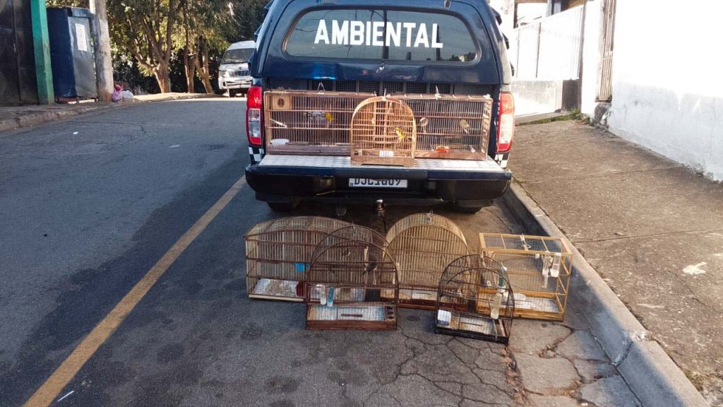 Homem é preso por crime ambiental pela GCM e são resgatadas 13 aves silvestres em cativeiro