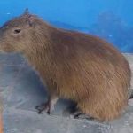Capivara é resgatada em estacionamento em Guarulhos