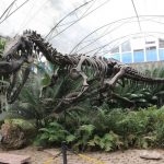 Confira as melhores cidades para visitar museus e ver a história dos dinossauros em SP