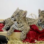 Zoológico de Guarulhos convida público para batizar filhotes de oncinhas acolhidas