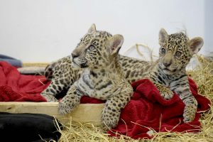Zoológico de Guarulhos convida público para batizar filhotes de oncinhas acolhidas