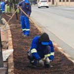 Começa o plantio de novo "amendoim" em canteiro central da avenida Natália Zarif