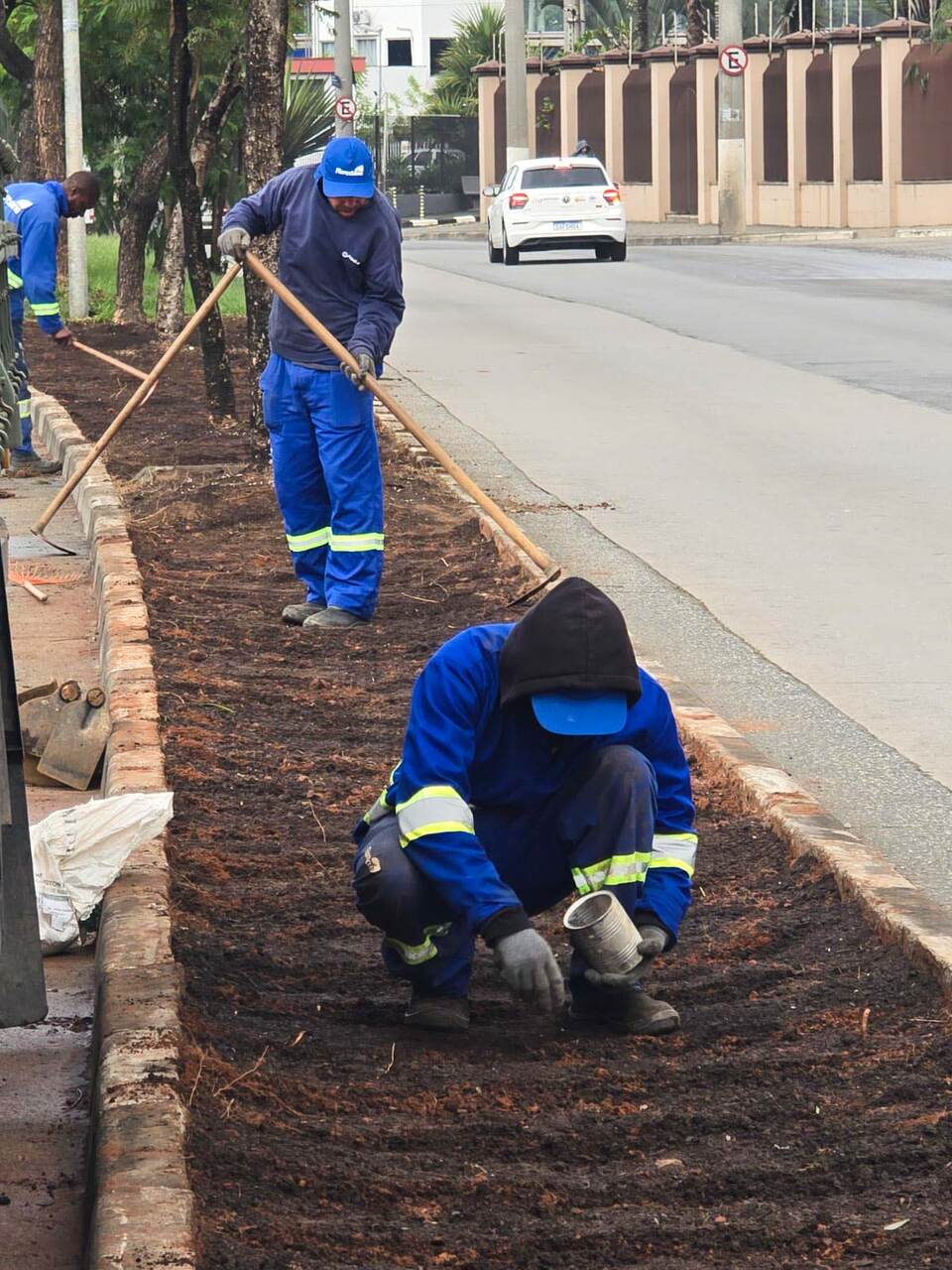 Começa o plantio de novo "amendoim" em canteiro central da avenida Natália Zarif