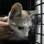 Prazo de inscrição para protetores de animais é até segunda-feira (30)