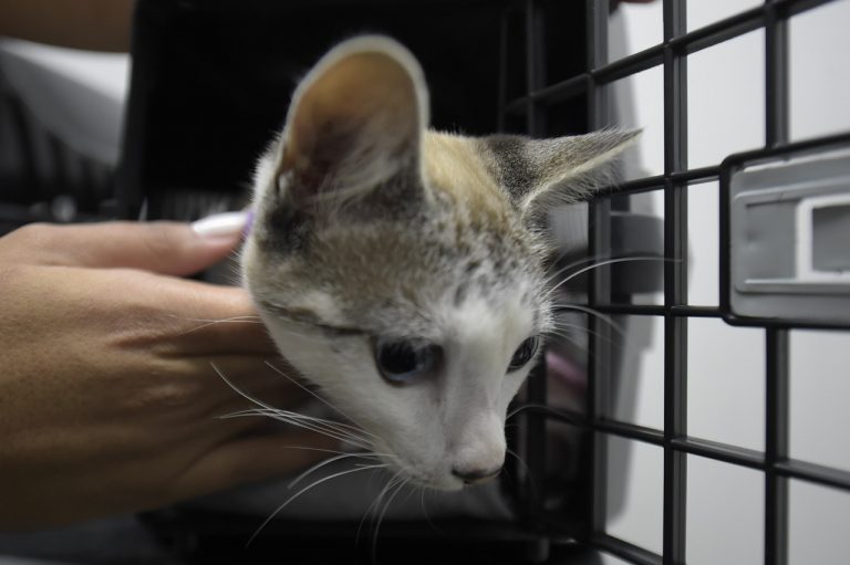 Prazo de inscrição para protetores de animais é até segunda-feira (30)