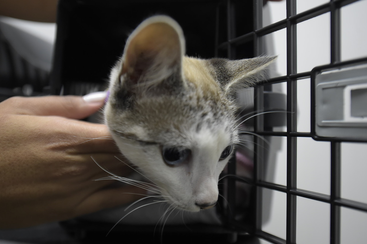 Prazo de inscrição para protetores de animais é até segunda-feira (30)