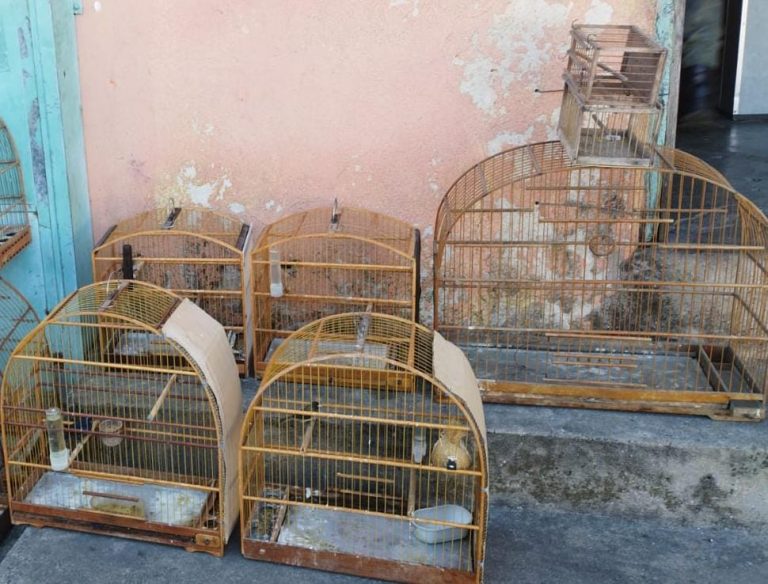 Quatro aves em cativeiro e um sagui em situação de risco são resgatados