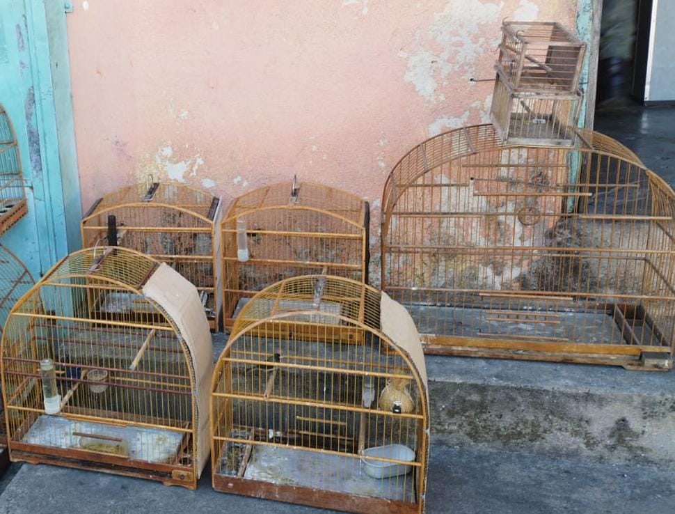 Quatro aves em cativeiro e um sagui em situação de risco são resgatados