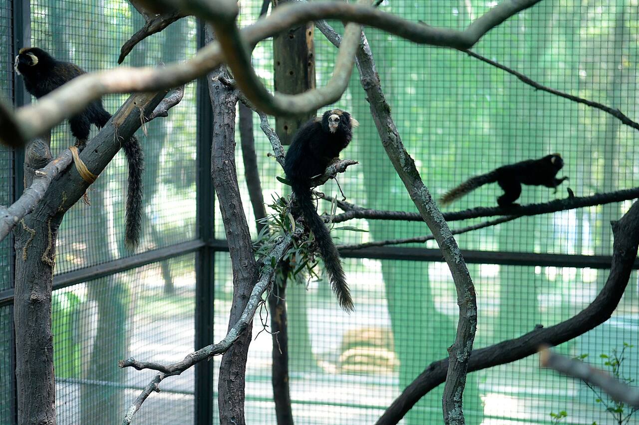 Zoológico de Guarulhos oferece atividades para as crianças nas férias de julho