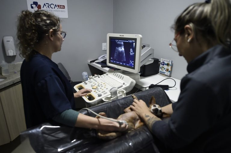 Veterinários na clínica no Pimentas