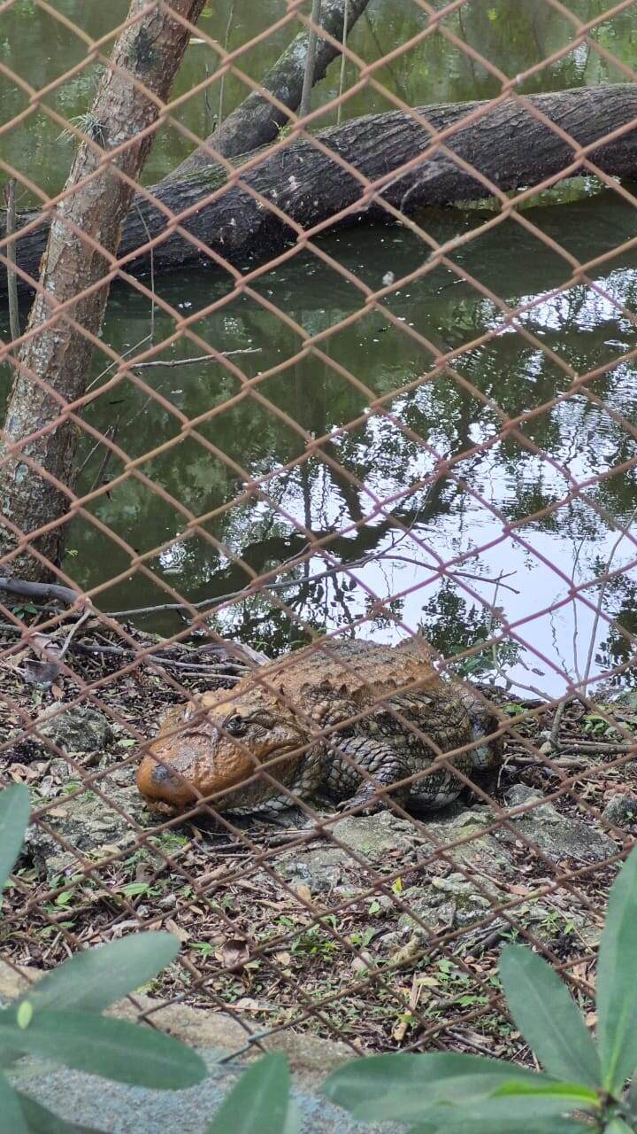 Jacaré no Zoológico de Guarulhos