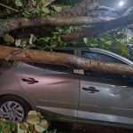 Árvore cai em cima de carro após ventania