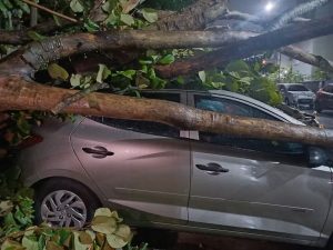 Árvore cai em cima de carro após ventania