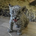 onça do Zoológico
