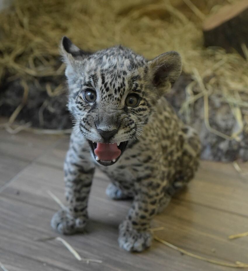onça do Zoológico
