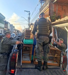 Agentes da Inspetoria Ambiental da GCM apreendendo gaiolas
