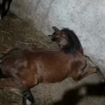 Ração contaminada causa a morte de nove cavalos em Guarulhos