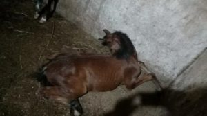 Ração contaminada causa a morte de nove cavalos em Guarulhos