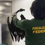 Abutres encontrados em bagagem no aeroporto