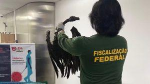 Abutres encontrados em bagagem no aeroporto