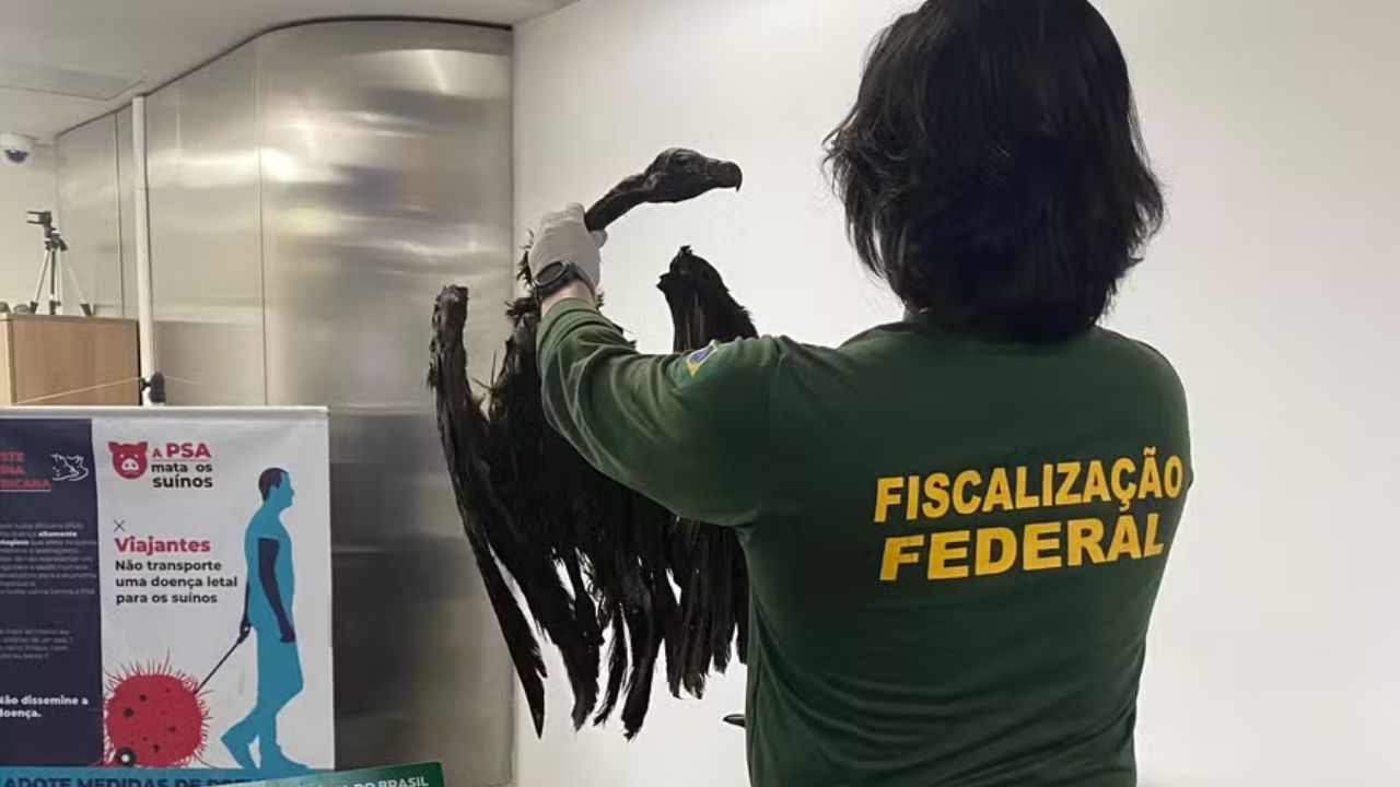 Abutres encontrados em bagagem no aeroporto