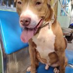 Cão - castração canina pela Prefeitura