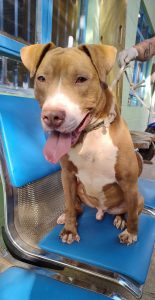 Cão - castração canina pela Prefeitura