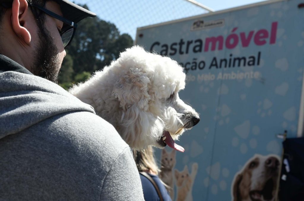 Castração gratuita - cão