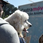 Castração gratuita - cão