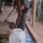 Jibóia que invadiu residência