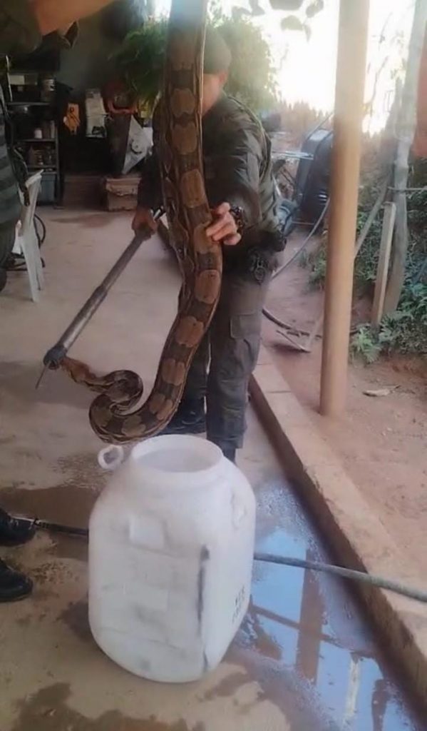 Jibóia que invadiu residência