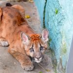 Suçuarana, onça-parda no Zoológico de Guarulhos_Easy-Resize.com