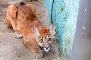 Suçuarana, onça-parda no Zoológico de Guarulhos_Easy-Resize.com