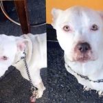 Adoção de cão