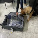 Armas e passaportes apreendidas no aeroporto cachorro