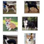 Cachorros-roubado-na-Rodovia-Dutra-Guarulhos_Easy-Resize.com