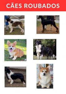 Cachorros-roubado-na-Rodovia-Dutra-Guarulhos_Easy-Resize.com