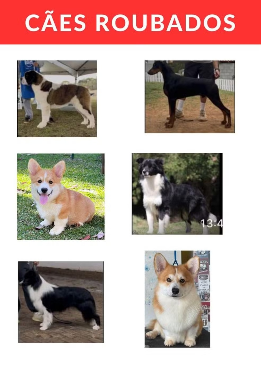 Cachorros-roubado-na-Rodovia-Dutra-Guarulhos_Easy-Resize.com