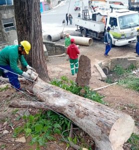 manejo arboreo