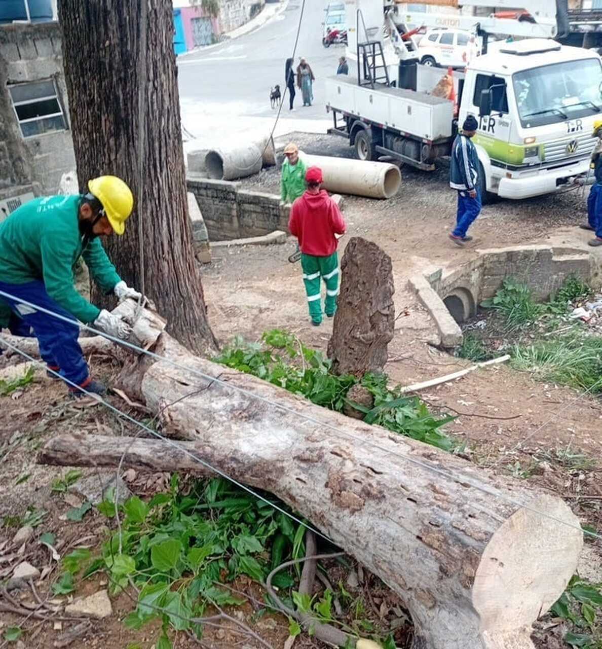 manejo arboreo