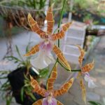 orquidea