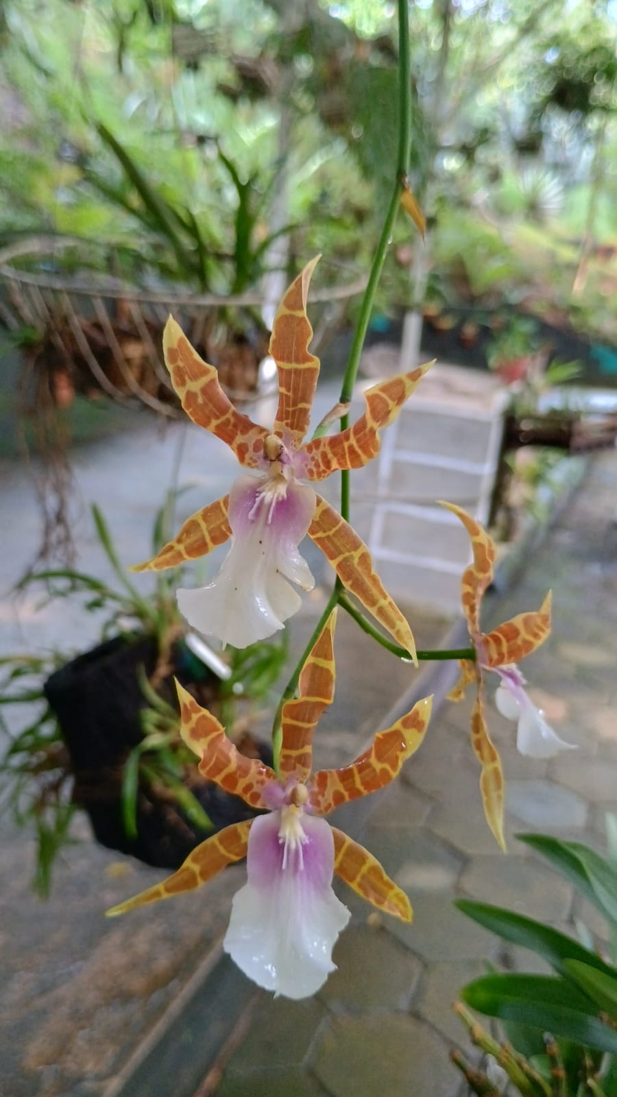 orquidea