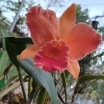 orquideas