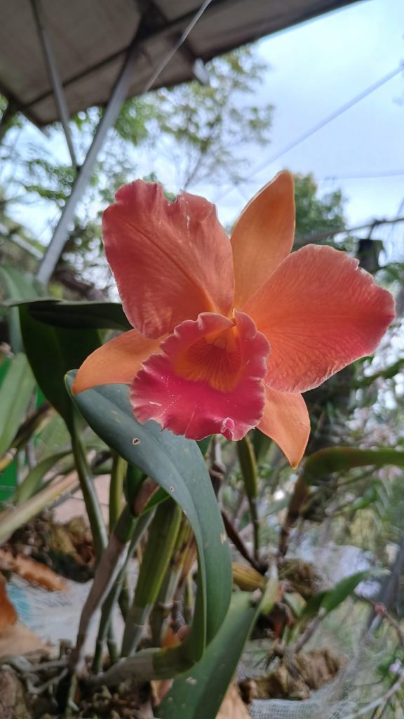 orquideas